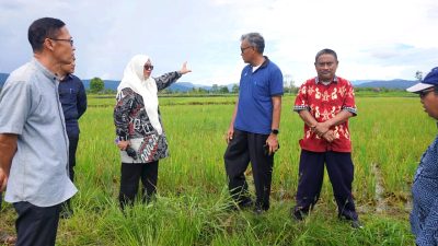 Wabup Luwu Timur Tinjau Lahan Sawah yang Terserang Hama Tikus di Mahalona