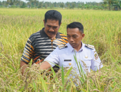 Bupati Syaharuddin Alrif Dorong Petani Sidrap Gunakan Pupuk Organik