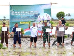 Kabupaten Pinrang Kembali Ambil Peran Dalam Tanam Serentak Nasional