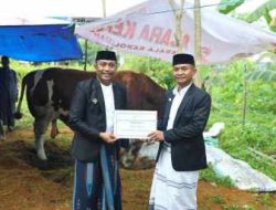 Presiden Prabowo Salurkan Sapi Kurban 1,5 Ton untuk Warga Bone