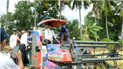 Musim Kemarau Tak Jadi Hambatan, Padi PM-AAS di Lajaroko Panen 10 Ton per Hektare